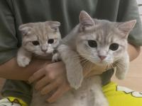 Kedilerimize Yuva Arıyoruz