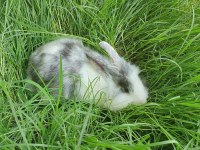 Çok sevimli mükemmel tavşanlar