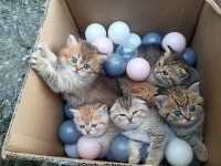 British Longhair Yavru Kediler