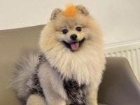 Enerjik pofuduk pomeranian whatsapptan yazınız