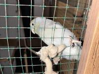 10 aylık erkek forpus