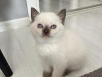 British Shorthair İki Aylık Erkek Ve Dişi