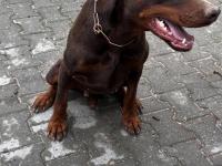 Temel itaat eğitimli doberman