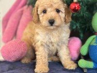 Yasal Çiftlikten Toy Poodle Yavru