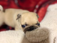 Muhteşem Pug Yavruları