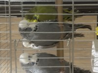 Yavru Jumbo Muhabbet Kuşları