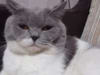 Kedimiz Oğlum Çakıl Yeni Yuvasını Bekliyor