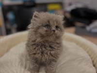 Safkan British Longhair Yavrular