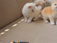 Kaliteli British Yavrular