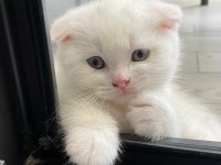 Yavru scottish fold