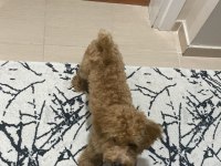 7 aylık maltipoo