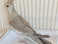 3 aylık yavru sultan papağanı