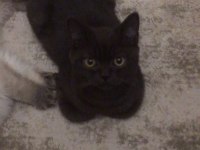 Uysal Ve Oyuncu British Longhair