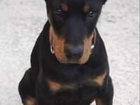 Füzeden daha etkili doberman