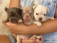 Egzotik french bulldog yavrular