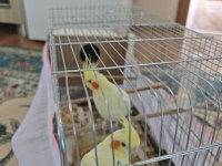 Lutino Sarı Renk Eşiyle 2 Sultan Papağanı