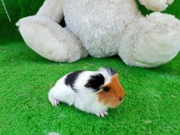 Sevimli yavru ginepigler