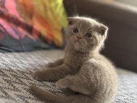 British Shorthair Lilac Ve Beyaz Yavru Kedilerime Yuva Arıyorum