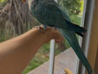 16 Aylık Full Evcil Konuşan Pudra Mavisi Monk Papağanı