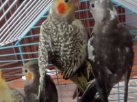 Ele Alışkın 2 Aylık Erkek Dişi Wifi Grey Piet Kuşlar Mevcuttur