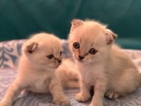 2 aylık oyuncu scottish fold yavrular
