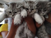 İran Ve British Kırmaları Kediler