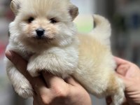 Satılık spitz yavrularımız hazır