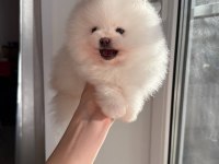 Pomeranian Boo Teddy Bear Yavrularımız