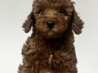 Yavru toy poodle