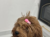 Bebek Suratlı Poodle Köpeğimiz Coffe