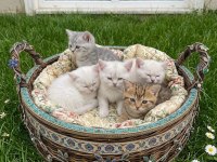 Çok tatlı british shorthair bebekler