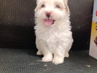 A Kalite Maltese Bebekler