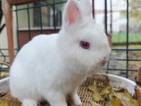 Hollanda cüce tavşan anaç takım 2+1 yada 3+1