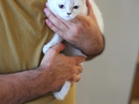 Teslime hazır beyaz cins yavru kediler