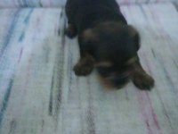 Maltipoo yavruları 2 aylık