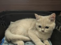 Şecereli anne ve babadan golden british yavru