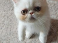 Safkan 2 aylık bicolor erkek yavru kedimiz