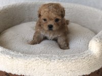 Maltipoo A Kalite Yavrular