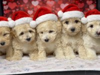 Muhteşem küçük ırk maltipoo köpekler