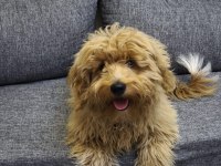 6 aylık maltipoo köpek erkek