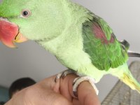 Alexander Papağanımız Coco