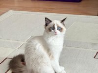 10 aylık erkek bicolor ragdoll