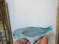 Asforpus Mutasyon Forpus Papağanı