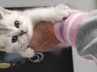 Uygun 6 nisan doğumlu silver 3 erkek yavru kediler