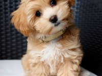 Adrese Teslim Ve Kapıda Ödeme Mevcut Maltipoo