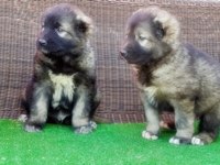 Kafkas Çoban Köpeği