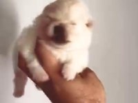 Pomeranian Bebeklerimiz Rezerveye Açıktır