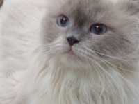 3 Yaşında Ragdoll Kızımıza Yuva Arıyoruz