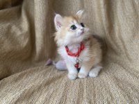 Golden British Longhair Kedimiz