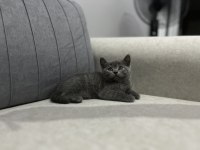 British Shorthair Yavruları